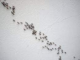 See 6,853 tripadvisor traveler reviews of 155 ellicott city restaurants and search by cuisine, price, location, and more. What Are The Different Types Of Ants All Star Pest Management Inc