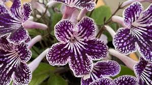 Image result for Streptocarpus eylesii
