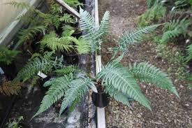 Image result for Hypolepis sparsisora