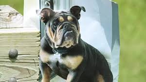 Where is Ralph? Dog disappears from boarding facility