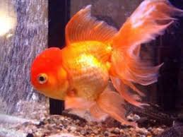 01 gandaria utara menjual berbagai macam ikan jenis tropis aquarium air tawar, dan menjual berbagai macam makanan ikan beserta peralatan untuk aquarium. 10 Ikan Hias Mahal Yang Kini Bisa Dibeli Dengan Harga Murah Simulasikredit Com