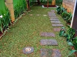 Setelah seminggu anda bisa menyiramnya satu hari sekali. Panduan Dasar Cara Menanam Rumput Gajah Mini Biar Tumbuh Subur Toko Tanaman