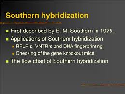 Ppt Southern Northern And Western Blotting Powerpoint