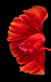Hd Betta Fish Wallpapers For Android Apk Download Live Wallpaper Betta Fish Hd 800x1280 Download Hd Wallpaper Wallpapertip