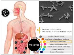 IJMS | Free Full-Text | Bioprospecting Antimicrobials from  Lactiplantibacillus plantarum: Key Factors Underlying Its Probiotic Action
