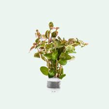 Image result for Ludwigia senegalensis