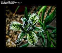 Maybe you would like to learn more about one of these? Plantfiles Pictures Ferraria Species Starfish Lily Ferraria Ferrariola By Fizgig777
