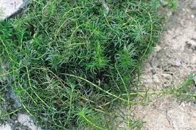 Image result for Hydrilla