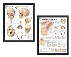 Set Of 2 Framed Medical Posters The Skull And Understanding