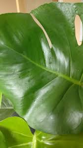 Nutrient deficiencies can cause spots on monstera leaves. Monstera Swiss Cheese Plant Brown Patches On Leaves Gardening Landscaping Stack Exchange