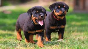 Buy well trained rottweiler puppies from qualified and experienced breeders. Rottweiler Puppies For Sale Buy A Puppy New York