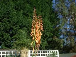 Image result for Kniphofia thomsonii