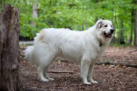 A mature male stands at least 28 inches tall at the shoulder and weighs between 75 to 105 pounds. Pyrenean Mountain Dog Wikipedia
