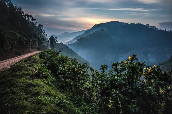 gorilla trekking in uganda