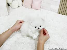 Find teacup puppies in canada | visit kijiji classifieds to buy, sell, or trade almost anything! Super Tiny Teacup Pomeranian Puppies Available Now For Sale In Manistee Michigan Best Pets Online