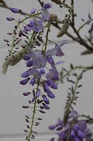 Origin the chinese wisteria (wisteria sinensis) is the most vigorous type of the type wisteria. Wisteria Sinensis The Chinese Wisteria Nurseries Online Australia