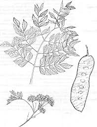 Image result for Albizia glaberrima