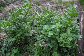 When dividing in fall, cut back any remaining stems. Gimme All Your Lovage Shepherd Express