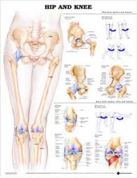 Details About Hip And Knee Orthopedics Anatomy Poster Anatomical Chart Company