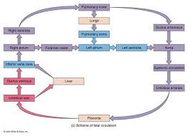 Image result for Fetal Circulation