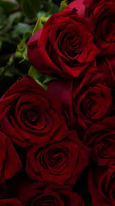 We did not find results for: Wallpaper Flower Hd Exclusive 1080x2280 Ddw Design Red Flower Bouquet Hd Flower Wallpaper Flower Iphone Wallpaper