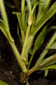 Image result for Panicum eickii