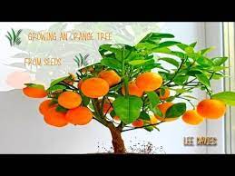 How To Grow An Orange Tree From Seed Bonsai Fruit Tree Potted Fruit Trees Bonsai Plants