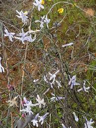 Image result for Cyphia brachyandra