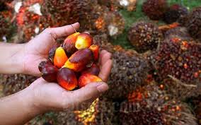 Price to be revised accordingly at 8.30am & 4.30pm / harga akan dikemaskini pada jam 8.30 pagi & 4.30 petang. Pekan Ini Harga Sawit Riau Naik Ke Posisi Rp2 297 14 Per Kg