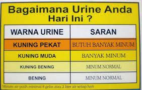 Ini juga berarti tubuh anda terhidrasi dengan baik. Jenis Warna Air Kencing Yang Menerangkan Kesihatan Tubuh Badan Kita Daily Rakyat
