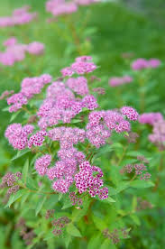 Image result for Spiraea bumalda