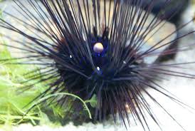 English (us) · español · português (brasil) · français (france) · deutsch. Rambutan Laut Adenantera82 Flickr