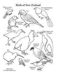 New Zealand Birds Coloring Page Bird Coloring Pages Coloring Pages Color