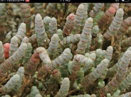 Image result for Halosarcia