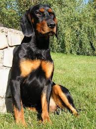 Image result for slovenský kopov