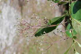 Image result for Synandrodaphne