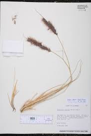 Image result for Cenchrus trisetus