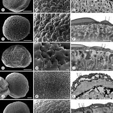 Image result for Huberantha mossambicensis