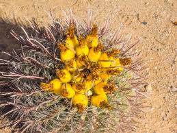 I have a fish hook barrel cactus here that did something similar as what you are showing. Fishhook Barrel Cactus Ferocactus Wislizeni Is A Cylindrical Stock Photo Picture And Royalty Free Image Image 69427768