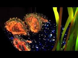 I also carry my friends @ohseagull and @parmetan's merch as well! Flower Hat Jellyfish Feeding Youtube