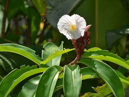 Image result for Costus