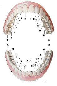 Tooth Numbers Diagram Diagrams Of How Primary And Permanent