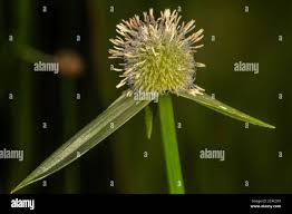 Image result for Kyllinga erecta