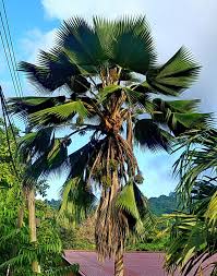 Image result for Latania loddigesii