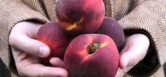 Leaf curl can be a chronic problem on fruit trees, but is not typically fatal. Peach Leaf Curl And How To Conquer It One Green World