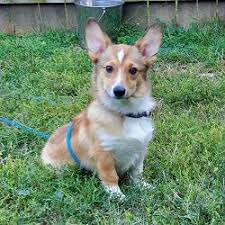 All puppies are wormed & come with 1st set of shots, both patents are on the premises dad is 65lbs mom is 40lbs. Columbus Humane Has A Bunch Of Corgis Up For Adoption And The Cuteness Is Unreal