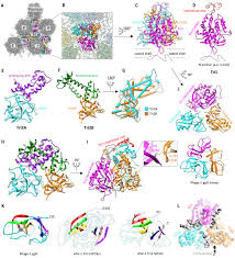 Herpes simplex and several other members of the herpes group of viruses are unique among review, see roizman,b., the structure and isomerization of herpes simplex virus genomes, cell 16. Structure Of The Herpes Simplex Virus 1 Capsid With Associated Tegument Protein Complexes Science