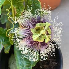 Image result for Passiflora edulis
