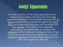 Golgi vesicles function in plant cell. The Golgi Apparatus Is Also Known As The Golgi Complex Or Golgi Body The Golgi Apparatus Is Found In Most Eukaryotic Cells Ppt Download