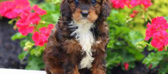 Our standards for cavapoo breeders in california were developed with leading veterinarians and animal welfare experts. Cavapoo Puppies For Sale Fancy Puppy